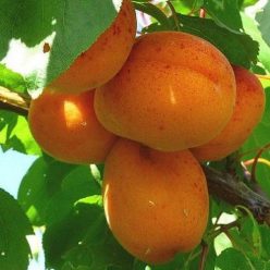 Rózsakajszi C.1406 kajszibarackfa szabadgyökerű