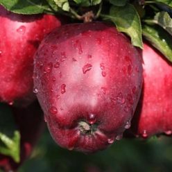 Starking almafa szabadgyökerű