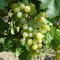   Pölöskei muskotály szőlőoltvány "R" szabadgyökerű