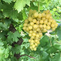 Csabagyöngye szőlőoltvány szabadgyökerű