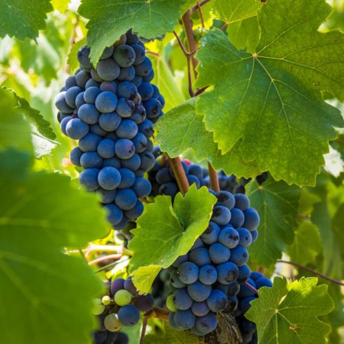 Cabarnet Sauvignon szőlőoltvány szabadgyökerű