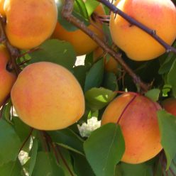 Pannónia kajszibarackfa szabadgyökerű