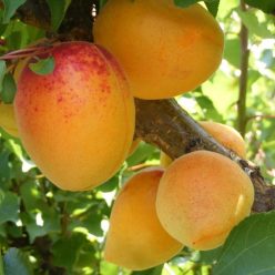 Mandulakajszi kajszibarack