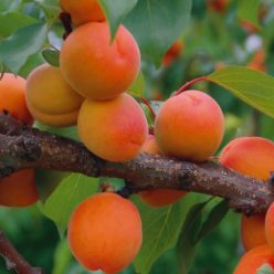 Gönczi magyar kajszi kajszibarackfa szabadgyökerű