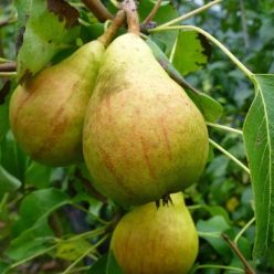 Diel vajkörte szabadgyökerű