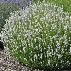   Edelweiss levendula konténerben (cserépben) - fehér virágú 9x9 cm-es cserépben