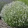 Edelweiss levendula konténerben (cserépben) - fehér virágú 9x9 cm-es cserépben