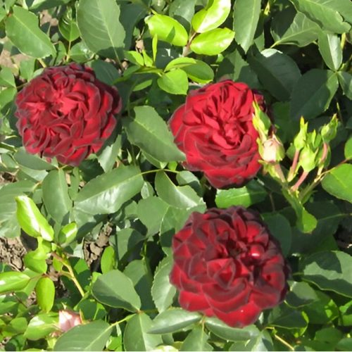 Rosa 'Pesti Srácok' - Floribunda rózsa - sötét vérpiros