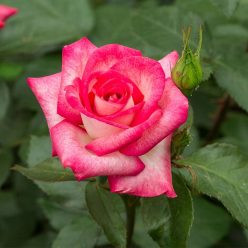 Óbuda floribunda rózsa rózsaszín piros sziromszéllel