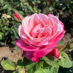 Magyar Gyula emléke' - Teahibrid rózsa, sötétrózsaszín