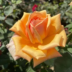 Kőrösi Csoma Sándor' - Teahibrid rózsa, narancssárga