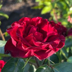 Inge Klager floribunda rózsa sötét meggypiros