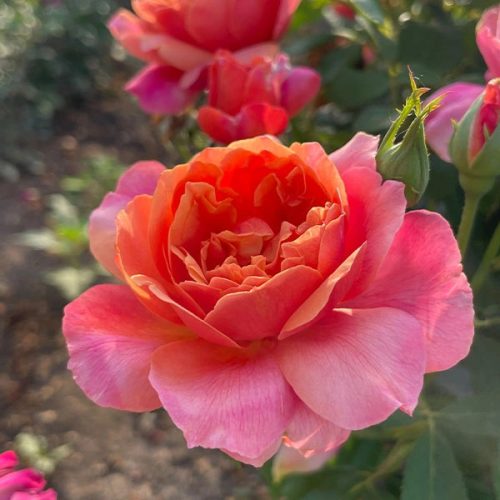 Indira floribunda rózsa narancs rózsaszín
