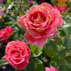 Rosa 'Márk Gergely emléke' - teahibrid rózsa