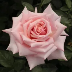 Budatétény teahibrid rózsa barackrózsaszín