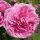 Rosa 'Árpádházi Szent Erzsébet' - Parkrózsa, rózsaszín