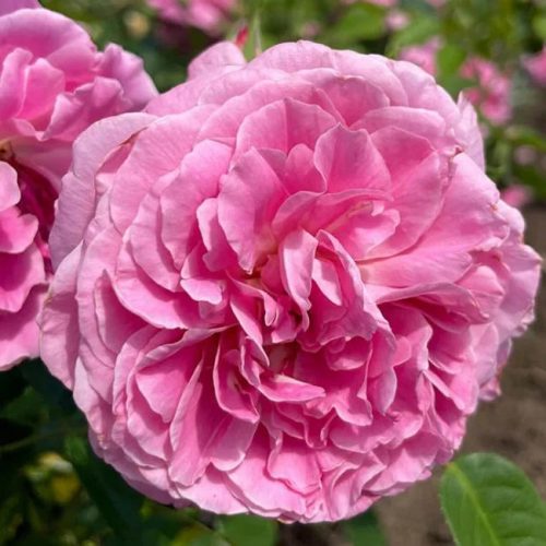 Rosa 'Árpádházi Szent Erzsébet' - Parkrózsa, rózsaszín