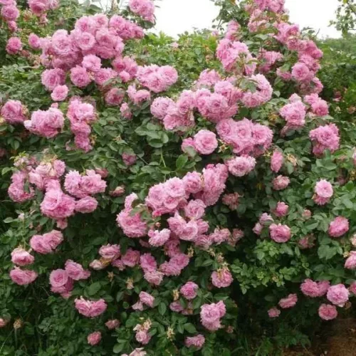 Rosa 'Árpádházi Szent Erzsébet' – futórózsa 