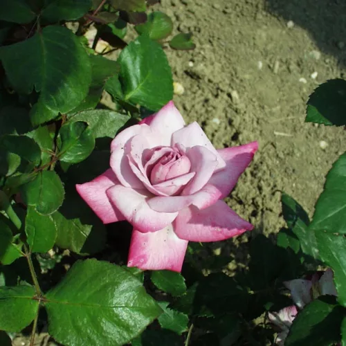 Apor vilmos teahibrid rózsa orgonalila, bíborózsaszín