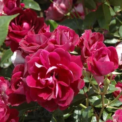 Teahibrid rózsa Red Iceberg