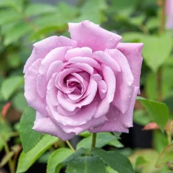   Rosa 'Charles de Gaulle' - Teahibrid rózsa, lila (Meilland)