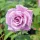 Rosa 'Charles de Gaulle' - Teahibrid rózsa, lila (Meilland)