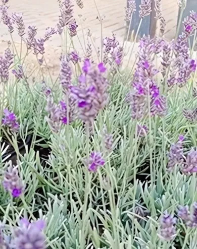 Arabian Nights levendula - Provanszi levendula, hibrid leven