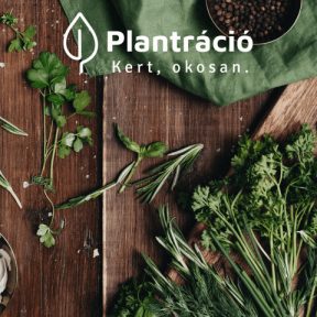 Fűszer- és gyógynövény vetőmagok