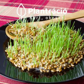 Bio magvak csíráztatáshoz