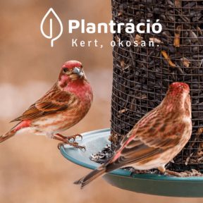 Madárbarát kert