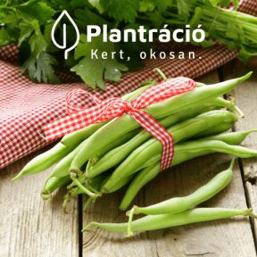 Hüvelyes vetőmagok