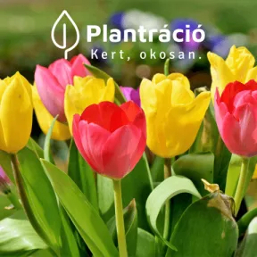 Tulipán fajták