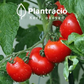 Paradicsom vetőmagok
