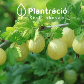 Köszméte, egres fajták