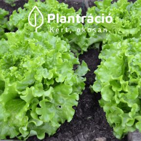 Saláta és levélzöldség vetőmagok