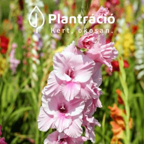 Tavasszal ültethetőek