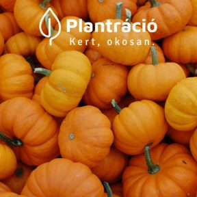 Tökféle és padlizsán vetőmagok