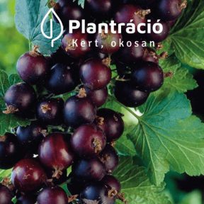 Josta, riszméte fajták