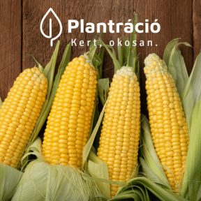 Kukorica vetőmagok