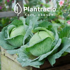 Káposztaféle vetőmagok