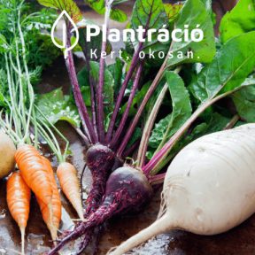 Gyökérzöldség vetőmagok