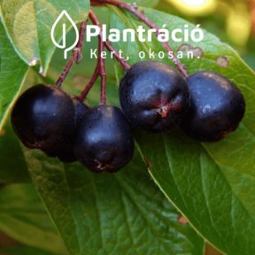 Fekete berkenye fajták