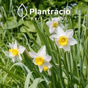 Nárcisz fajták