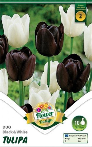 Tulipa - duo Red And White