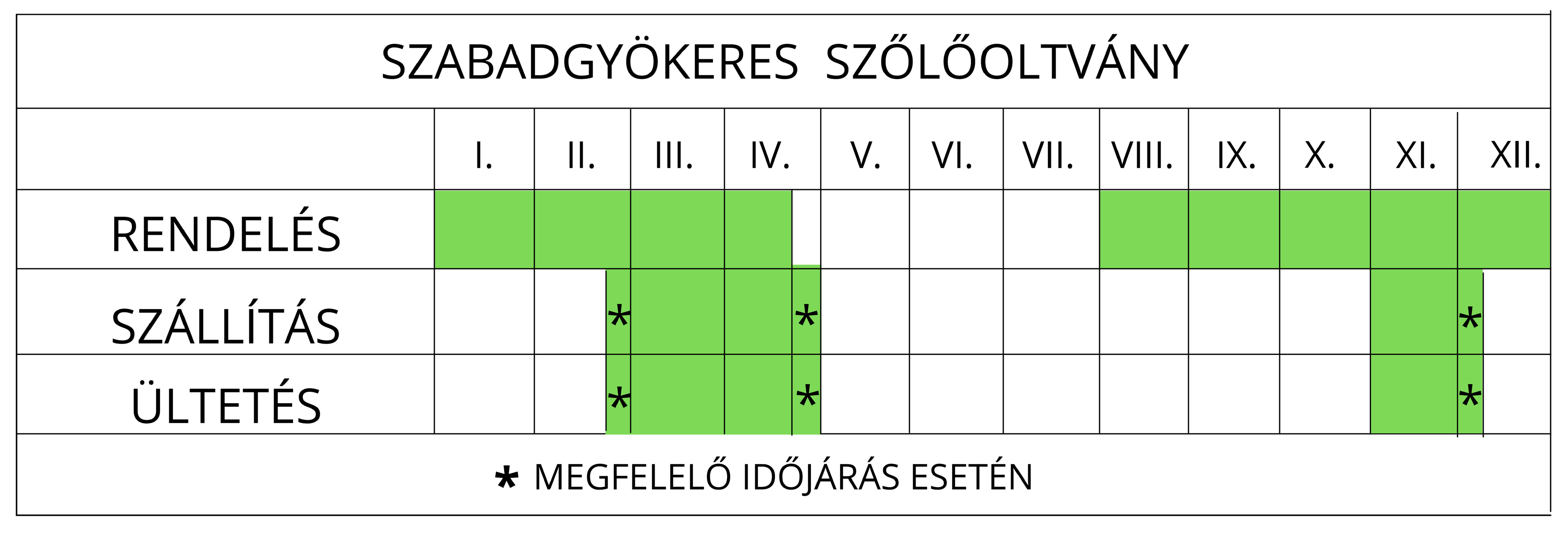 Gyökeres szőlőoltvány ültetése